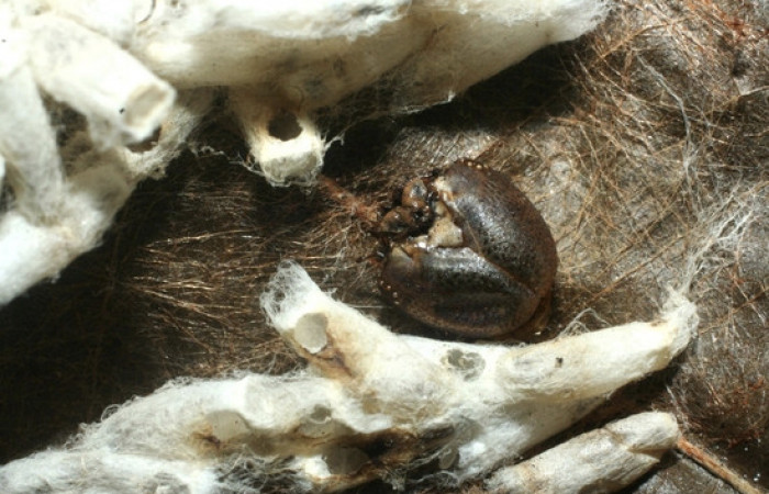 Figura 15. Capullos eclosionados de <i>Hypomicrogaster</i></i> OVRGDHJ03, de la familia (Braconidae), parásitos en <i>Nystalea inchoans</i></i> familia (Notodontidae). Voucher 07-SRNP-1566-DHJ452645.