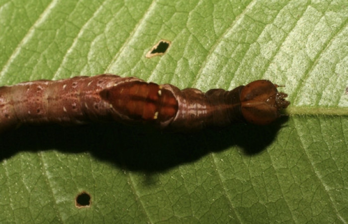 Figura 5. <i>Nystalea inchoans</i></i> familia (Notodontidae), detalle de cabeza lateral y mancha en su dorso, PU estadio. Voucher, 07-SRNP-32284-DHJ421364.