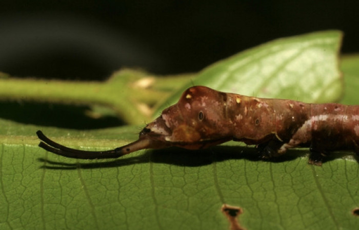 Figura 6. <i>Nystalea inchoans</i></i> familia (Notodontidae): En posición lateral mostrando parte trasera, PU estadio. Voucher 07-SRNP-32284-DHJ421367.