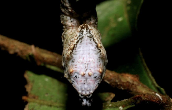 Figura 7.<i>Nystalea inchoans</i></i> familia (Notodontidae): En posición trasera. Voucher 08- SRNP-30291-DHJ435814.