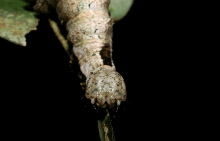 Figura 8. <i>Nystalea inchoans</i></i> familia (Notodontidae): En posición de cabeza. Voucher 08- SRNP-30291-DHJ435815.