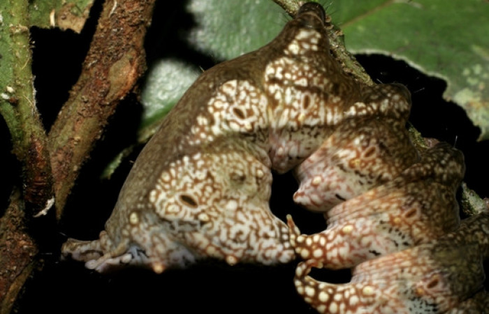 Figura 9. <i>Nystalea inchoans</i></i> familia (Notodontidae): En posición lateral, Voucher 08- SRNP-30291-DHJ435816.