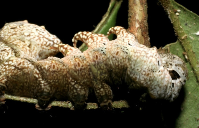 Figura 10. <i>Nystalea inchoans</i></i> familia (Notodontidae): En posición lateral. Voucher 08- SRNP-30291-DHJ435817