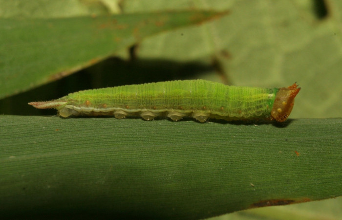 Figura 2. Larva <i>Taygetomorpha salvini</i></i>, Nymphalidae, tercer estadio posición lateral, planta hospedera Rhipidocladum racemiflorum (Poaceae). Mide 15 mm aproximadamente. Voucher: 11-SRNP-33490-DHJ484957.jpg.
