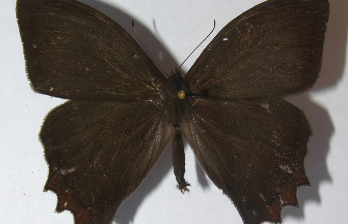 
Figura 14. Adulto <i>Taygetomorpha salvini</i></i>, Nymphalidae, posición dorsal, Mide 54 mm aproximadamente. 11-SRNP-33490- DHJ556244.