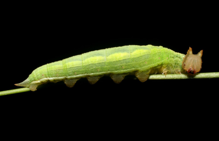 Figura 4. Larva <i>Taygetomorpha salvini</i></i>, Nymphalidae, cuarto estadio posición lateral, planta hospedera Rhipidocladum racemiflorum (Poaceae). Mide 35 mm aproximadamente. Voucher: 11-SRNP-65595-DHJ497463.jpg.