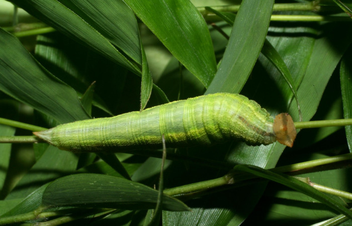 Figura 5. Larva <i>Taygetomorpha salvini</i></i>, Nymphalidae, cuarto estadio posición dorsal, planta hospedera Rhipidocladum racemiflorum (Poaceae). Mide 35 mm aproximadamente. Voucher: 11-SRNP-65595-DHJ497464.jpg.
