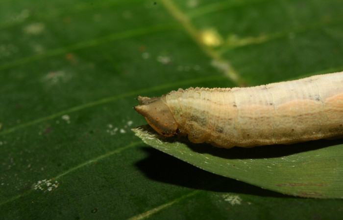 
Figura 09. Larva <i>Taygetomorpha salvini</i></i>, Nymphalidae, último estadio posición lateral cabeza, planta hospedera Rhipidocladum racemiflorum (Poaceae). Mide 37 mm aproximadamente. Voucher: 12-SRNP-70392-DHJ495083.jpg.