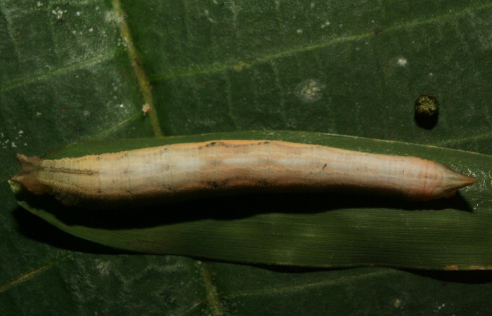 
Figura 10. Larva <i>Taygetomorpha salvini</i></i>, Nymphalidae, último estadio posición dorsal, planta hospedera Rhipidocladum racemiflorum (Poaceae). Mide 37 mm aproximadamente. Voucher: 12-SRNP-70392-DHJ495084.jpg.