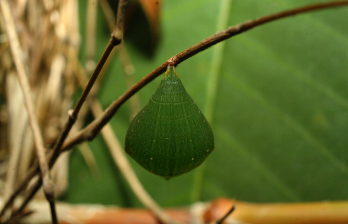 Figura 13. Estado de pupa <i>Taygetomorpha salvini</i></i>, Nymphalidae, posición lateral, en larva su planta hospedera Rhipidocladum racemiflorum (Poaceae). Mide 14 mm aproximadamente. Voucher: 12-SRNP-70392-DHJ495088.jpg.