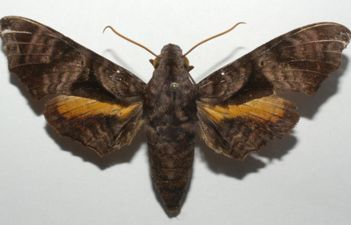 Fig.01. Adulto de <i>Nyceryx eximia</i></i> (Sphingidae), vista dorsal, 61mm de envergadura, Voucher: 17-SRNP-100906-DHJ693885.jpg.
