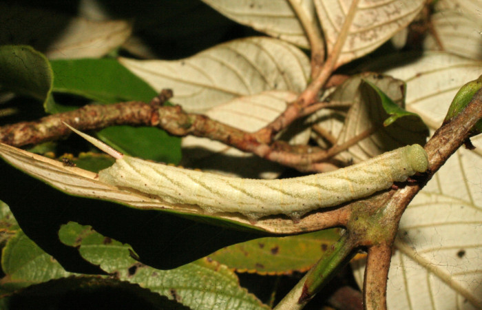 Fig.02. Larva de <i>Nyceryx eximia</i></i> (Sphingidae), 45mm de longitud, penúltimo estadío. Vista lateral. Voucher: 18-SRNP-35958-DHJ769267.jpg.