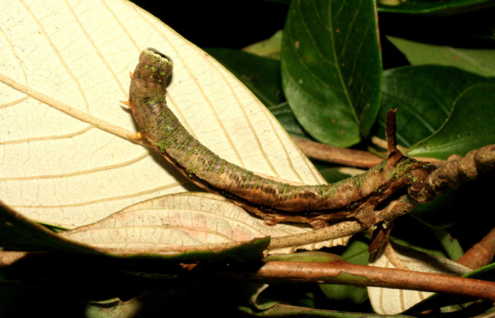 Fig.04. Larva de <i>Nyceryx eximia</i></i> (Sphingidae), 60mm de longitud, último estadío. Vista lateral del tórax. Voucher: 18-SRNP-35958-DHJ769361.jpg.