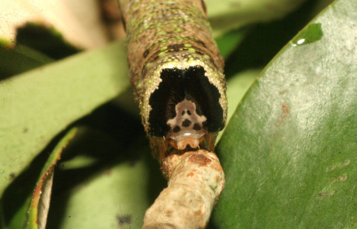 Fig.05. Larva de <i>Nyceryx eximia</i></i> (Sphingidae), 60mm de longitud, último estadío. Vista frontal del cabeza. Voucher: 18-SRNP-35958-DHJ769358.jpg.