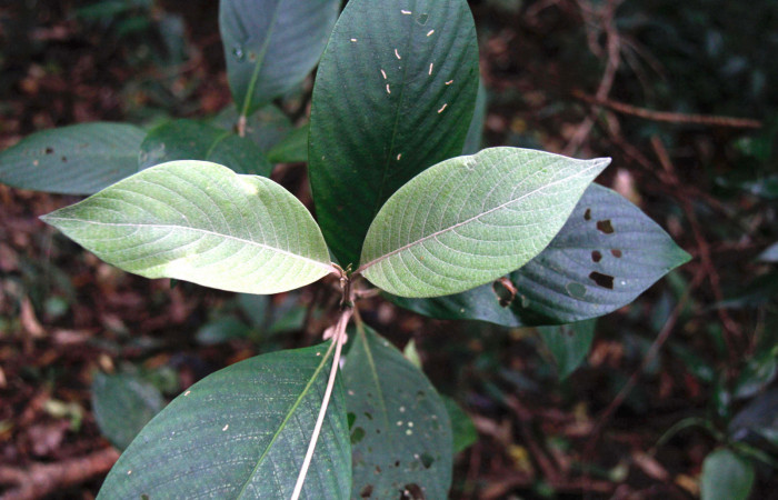 Fig.10. Follaje de <i>Arachnothryx buddleioides</i></i> (Rubiaceae), contraste entre follaje nuevo y viejo, planta hospedera de <i>Nyceryx eximia</i></i> (Sphingidae).
