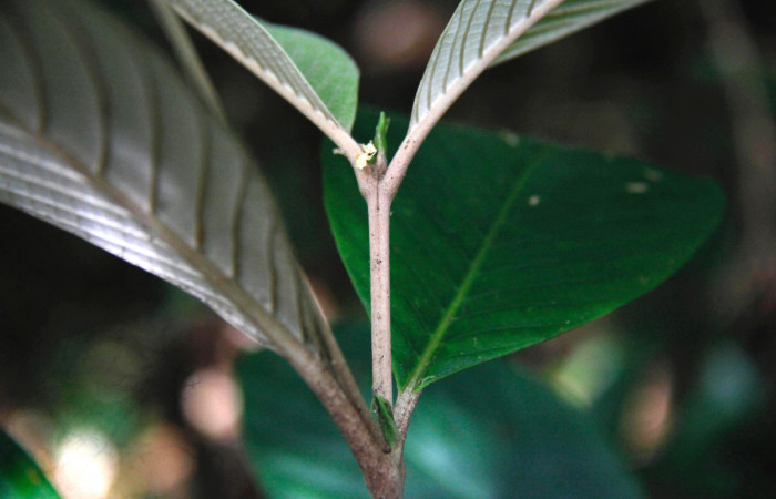 Fig.11. Follaje de <i>Arachnothryx buddleioides</i></i> (Rubiaceae), acercamiento lateral de ramita terminal y yema de crecimiento, planta hospedera de <i>Nyceryx eximia</i></i> (Sphingidae).