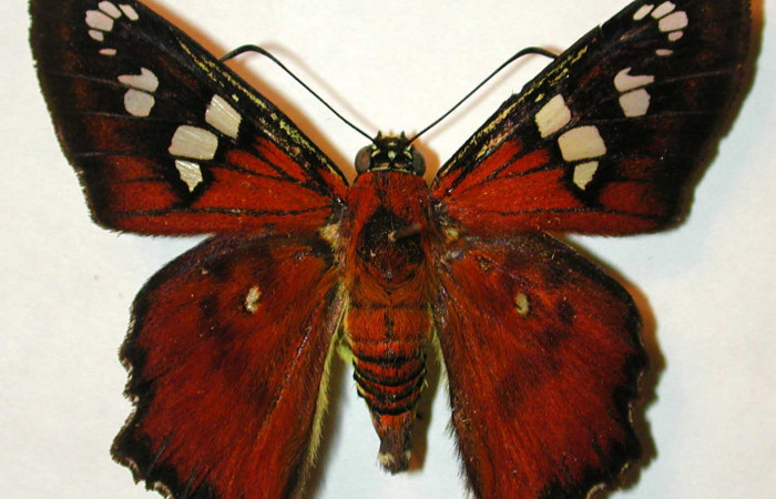 Figura 3. Adulto de <i>Myscelus belti</i></i>, (Hesperiidae), vista dorsal. Voucher 00-SRNP-11460-DHJ31854.jpg.