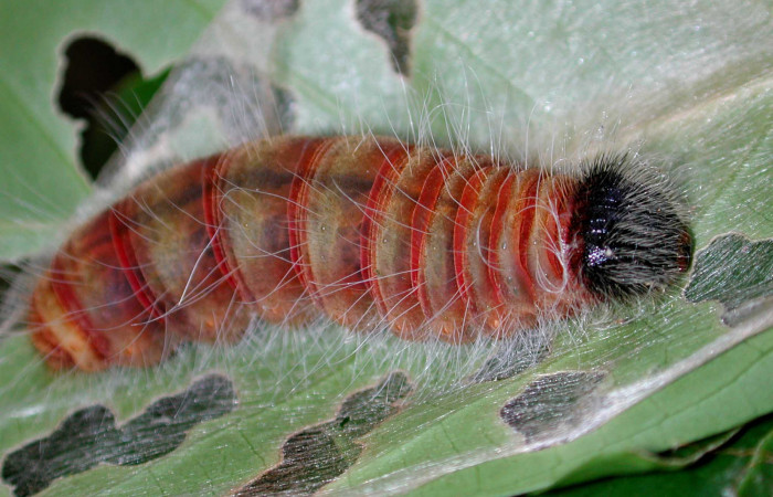 Figura 6. <i>Myscelus perissodora</i></i> (Hesperiidae), en último estadio, posición dorsal, Los Almendro, Canyon Rio Mena, posición lateral. Voucher 02-SRNP-14280-DHJ34455.jpg.