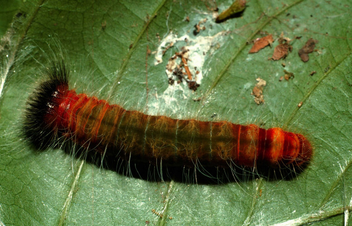 Figura 4. <i>Myscelus assaricus</i></i> (Hesperiidae), en último estadio, posición dorsal. Los Almendro, Guacimo. Voucher 02-SRNP-28629-DHJ69668.jpg.