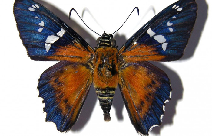 Figura 5. Adulto <i>Myscelus assaricus</i></i> (Hesperiidae), vista dorsal. Voucher 04-SRNP-1946-DHJ99340.jpg.