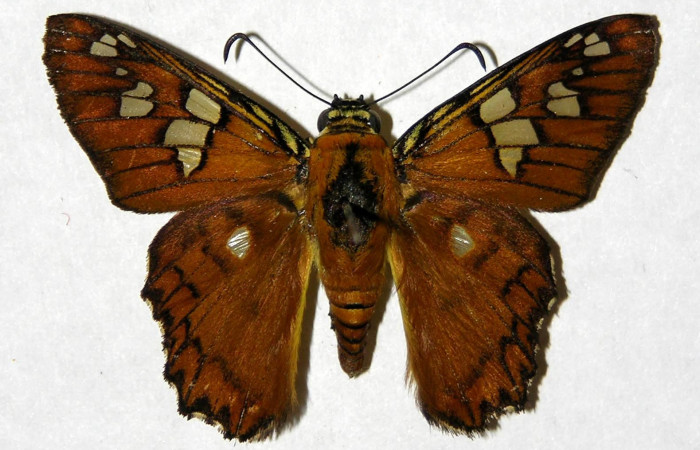 Figura 17. Adulto de <i>Myscelus amystis</i></i> (Hesperiidae) vista dorsal. Voucher 04-SRNP-26567-DHJ323422.jpg.