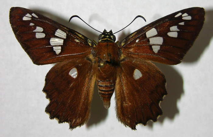 Figura 15. Adulto de <i>Myscelus amystis</i></i> (Hesperiidae) vista dorsal. Voucher 06-SRNP-20007-DHJ374650.jpg.