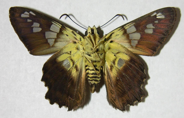 Figura 16. Adulto de <i>Myscelus amystis</i></i> (Hesperiidae) vista ventral. Voucher 06-SRNP-20007-DHJ374651.jpg.