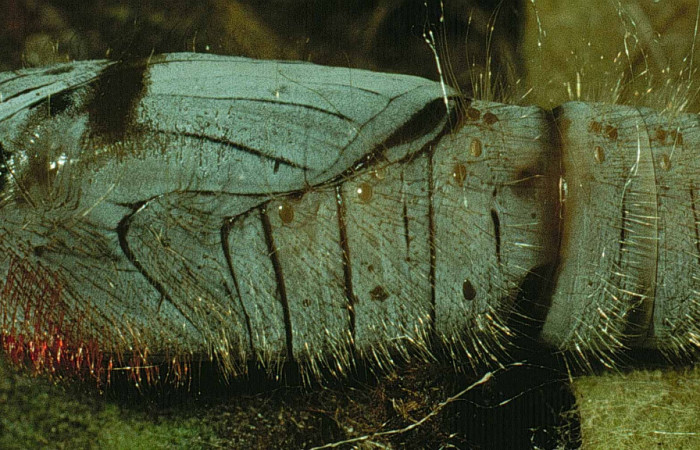 Figura 13. Pupa de <i>Myscelus amystis</i></i> (Hesperiidae) posición lateral. Sector Santa Rosa, Area Administrativa. Voucher 93-SRNP-8387-DHJ19567.jpg.