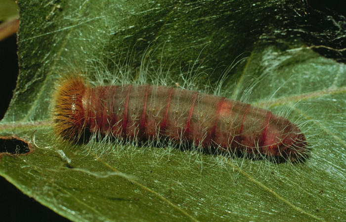 Figura 8. <i>Myscelus amystis</i></i> (Hesperiidae), último estadio, posición dorsal, Sector Santa Rosa, Area Administrativa. Voucher 93-SRNP-8387-DHJ26649.jpg.