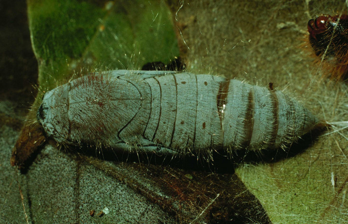 Figura 14. Pupa de <i>Myscelus amystis</i></i> (Hesperiidae) posición lateral. Sector Santa Rosa, Area Administrativa. Voucher 93-SRNP-8387-DHJ26651.jpg.