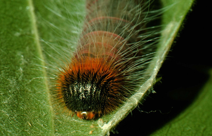 Figura 9. <i>Myscelus amystis</i></i> (Hesperiidae), último estadio, posición frontal, Sector Santa Rosa, Laguna Escondida. Voucher 95-SRNP-8772-DHJ25918.jpg.