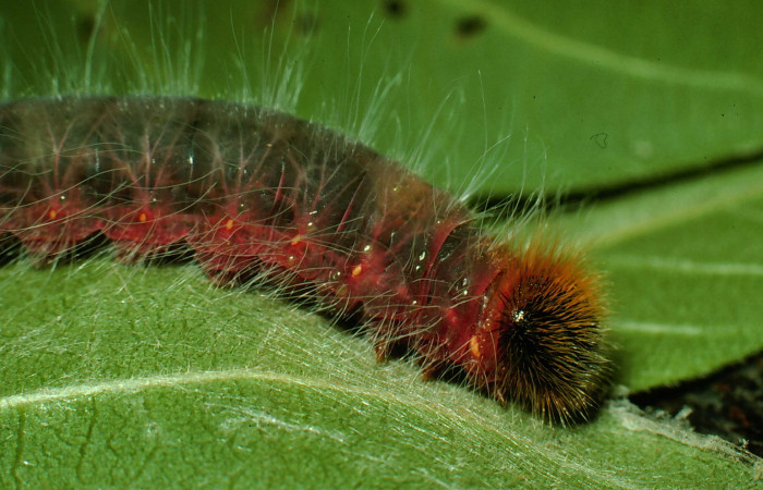 Figura 10. <i>Myscelus amystis</i></i> (Hesperiidae), último estadio, posición frontal, Sector Santa Rosa, Laguna Escondida. Voucher 95-SRNP-8772-DHJ25923.jpg.