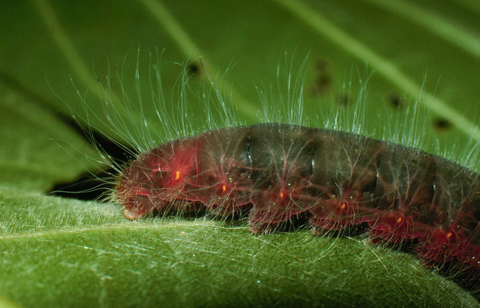 Figura 11. <i>Myscelus amystis</i></i> (Hesperiidae), último estadio, posición lateral trasera, Sector Santa Rosa, Laguna Escondida. Voucher 95-SRNP-8772-DHJ25924.jpg.