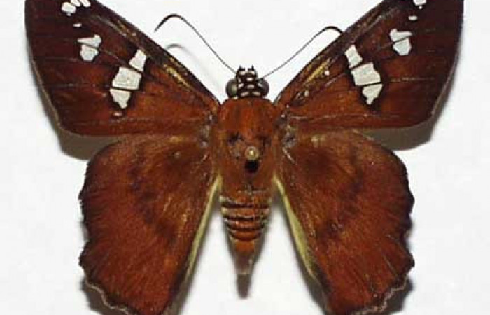 Figura 7. Adulto <i>Myscelus perissodora</i></i> (Hesperiidae), vista dorsal. Voucher 99-SRNP-2587-DHJ32460.jpg.