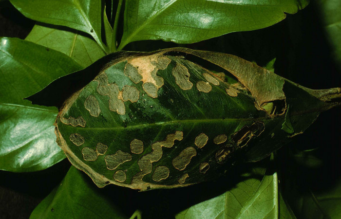 Figura 12. Casa típica de este género <i>Myscelus belti </i></i>(Hesperiidae) 99-SRNP-266-DHJ50071.jpg.