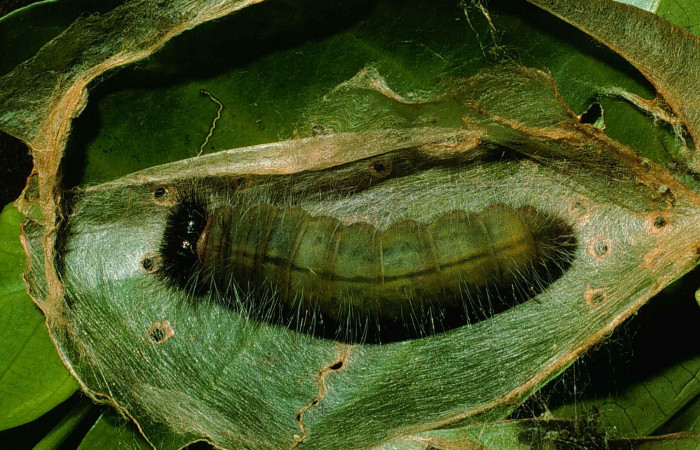 Figura 2. <i>Myscelus belti</i></i>  (Hesperiidae), en último estadio, posición dorsal. Estación Cacao, Sendero Arenales. Voucher 99-SRNP-266-DHJ50074.jpg.

