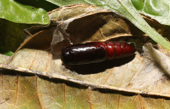  Pupa en posición dorsal de <i>Cecrita macarisma</i></i> (Notodontidae). Sector San Cristóbal, Río Blanco Abajo. Voucher 21-SRNP-1670-DHJ759275.jpg. 
