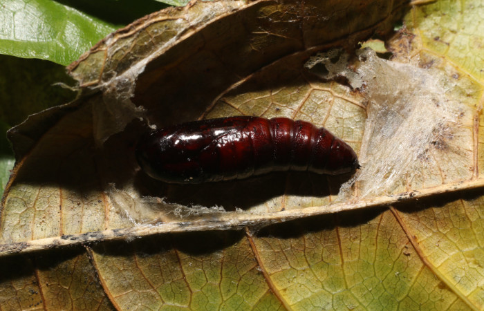  Pupa en posición lateral de <i>Cecrita macarisma</i></i> (Notodontidae). Sector San Cristóbal, Río Blanco Abajo. Voucher 21-SRNP-1670-DHJ759277.jpg. 
