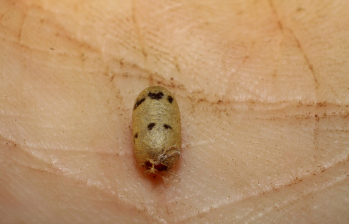  Capullo de <i>Casinaria CAS-800 Parásito de larva </i><i>Cecrita macarisma</i></i> (Notodontidae),  Sector Santa Rosa, Vado Esteron. Voucher 09-SRNP-15036-DHJ469908.jpg. 

