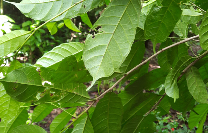  Haz de hojas de <i>Sorocea trophoides</i></i> (Moraceae), Planta hospedera de <i>Cecrita macarisma</i></i> ( Notodontidae). Sector San Cristóbal, Sendero Corredor. Foto, Elda Araya. 14 Noviembre 2021 
