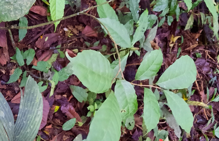  Juvenil de <i>Sorocea trophoides</i></i> (Moraceae), Planta hospedera de <i>Cecrita macarisma</i></i> ( Notodontidae). Sector San Cristóbal, Sendero Corredor. Foto, Elda Araya. 14 Noviembre 2021 
