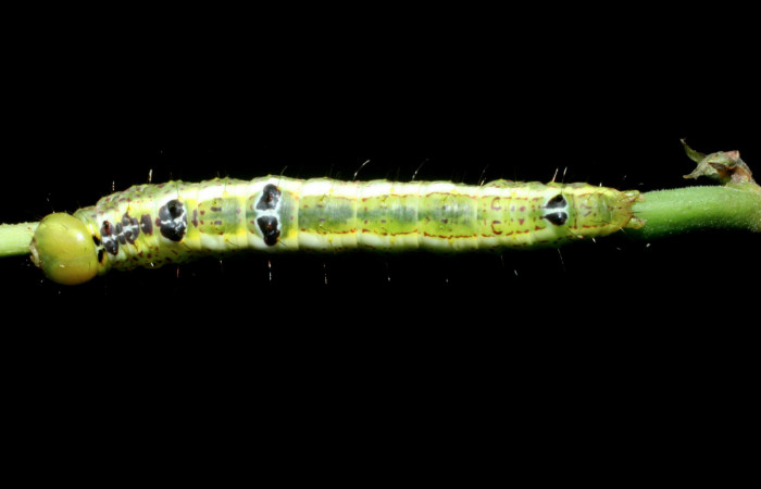  Larva en posición dorsal de <i>Cecrita macarisma</i></i> (Notodontidae), U estadio. Sector Santa Rosa, Vado Esteron. Voucher 09-SRNP-15037-DHJ463760.jpg. 
