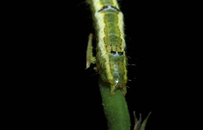  Cola en posición dorsal de <i>Cecrita macarisma</i></i> (Notodontidae), U estadio. Sector Santa Rosa, Vado Esteron. Voucher 09-SRNP-15037-DHJ463763.jpg. 
