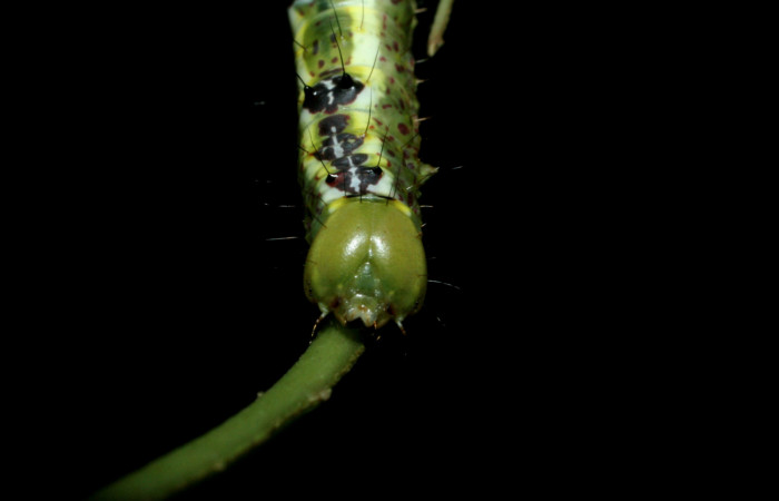  Cabeza en posición frontal de <i>Cecrita macarisma</i></i> (Notodontidae), U estadio. Sector Santa Rosa, Vado Esteron. Voucher 09-SRNP-15037-DHJ463764.jpg. 
