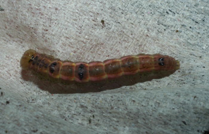  Prepupa en posición dorsal de <i>Cecrita macarisma</i></i> (Notodontidae). Sector Santa Rosa, Vado Esteron. Voucher 09-SRNP-15041-DHJ463765.jpg. 
