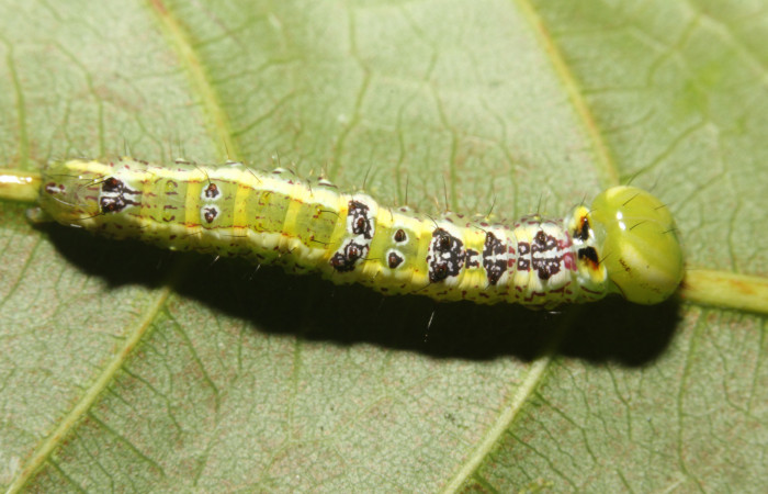  Larva en posición dorsal de <i>Cecrita macarisma</i></i> (Notodontidae), PU estadio. Sector Rincon Rain Forest, Estación Wege, Sendero Granera. Voucher 17-SRNP-27378-DHJ731451.jpg. 
