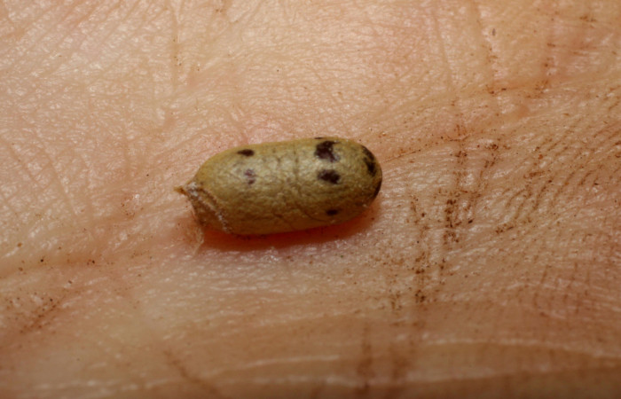  Capullo de <i>Casinaria</i></i> CAS-800 Parásito de larva <i>Cecrita macarisma</i></i> (Notodontidae),  Sector Santa Rosa, Vado Esteron. Voucher 09-SRNP-15036-DHJ469907.jpg. 
