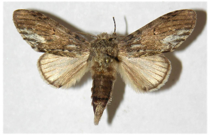  Adulto macho en posición dorsal de <i>Cecrita macarisma</i></i> (Notodontidae). Sector El Hacha, Laguna Agua Buena. Voucher 04-SRNP-26948-DHJ310962.