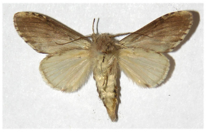  Adulto macho en posición ventral de <i>Cecrita macarisma</i></i> (Notodontidae). Sector El Hacha, Laguna Agua Buena. Voucher 04-SRNP-26948-DHJ310963.