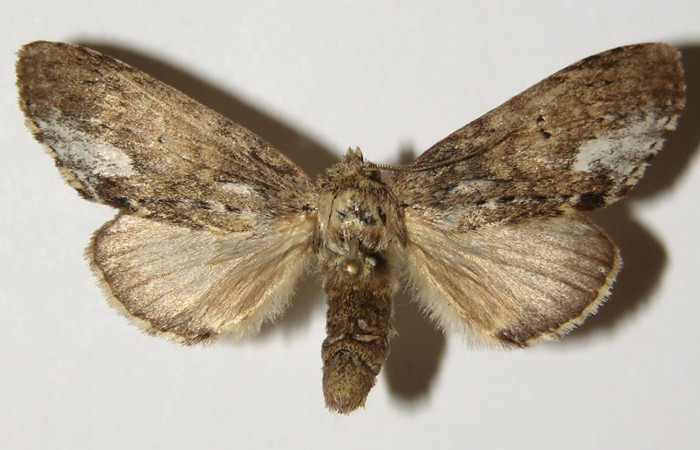  Adulto hembra en posición dorsal de <i>Cecrita macarisma</i></i> (Notodontidae). Sector Santa Rosa, Bosque San Emilio. Voucher 04-SRNP-14771-DHJ302438.